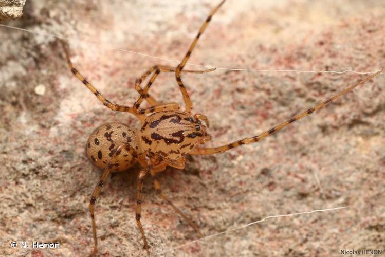 <i>Scytodes thoracica</i> (Latreille, 1802) © N. Henon