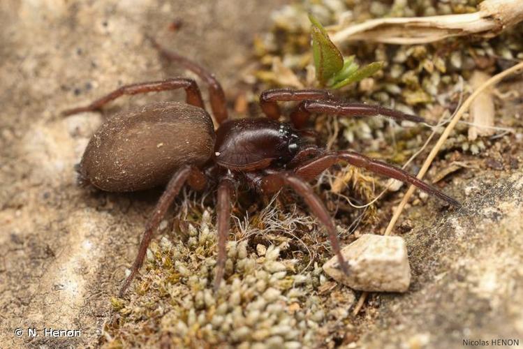 <i>Haplodrassus signifer</i> (C.L. Koch, 1839) © N. Henon