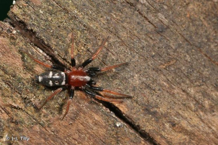 <i>Poecilochroa variana</i> (C.L. Koch, 1839) © J-J. Tilly