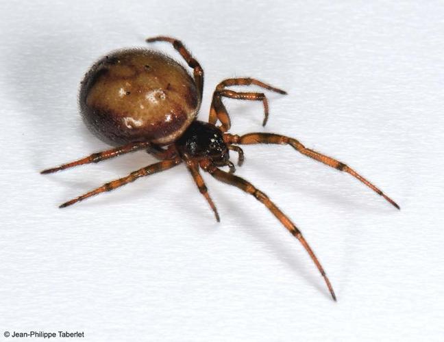 <i>Steatoda bipunctata</i> (Linnaeus, 1758) © 