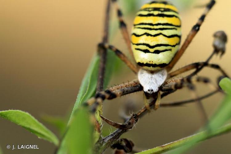 <i>Argiope bruennichi</i> (Scopoli, 1772) © J. LAIGNEL