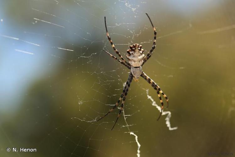 <i>Argiope lobata</i> (Pallas, 1772) © N. Henon