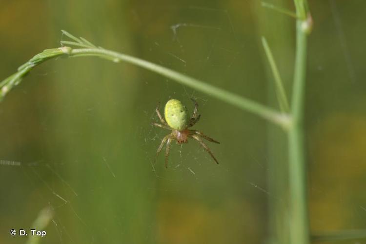 <i>Araniella opisthographa</i> (Kulczyński, 1905) © D. Top