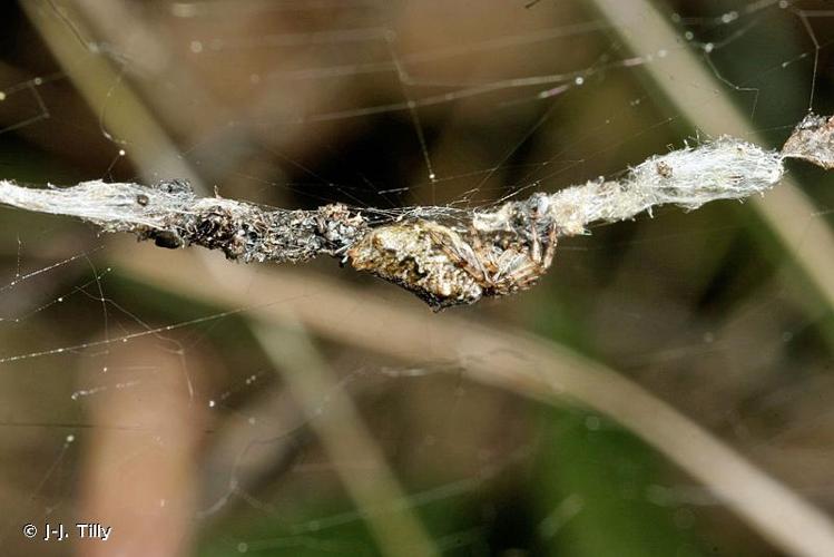 <i>Cyclosa oculata</i> (Walckenaer, 1802) © J-J. Tilly