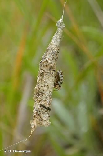 <i>Nemoscolus laurae</i> (Simon, 1868) © D. Demerges