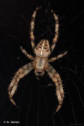 <i>Araneus diadematus</i> Clerck, 1758 © N. Henon