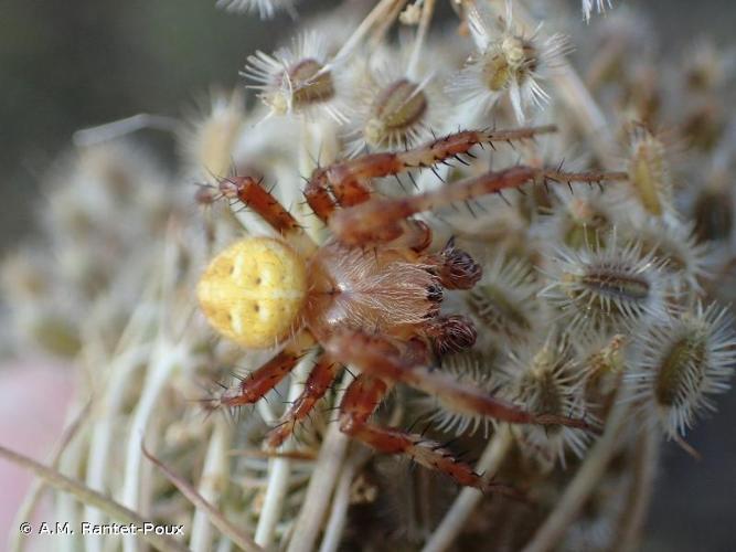 <i>Araneus quadratus</i> Clerck, 1758 © A.M. Rantet-Poux