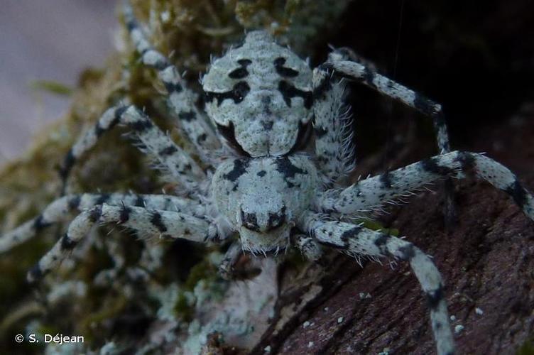 <i>Philodromus margaritatus</i> (Clerck, 1758) © S. Déjean