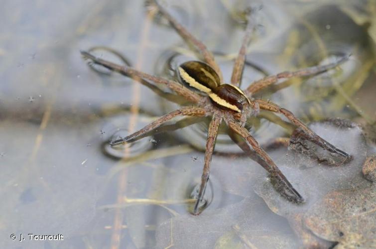 <i>Dolomedes fimbriatus</i> (Clerck, 1758) © J. Touroult