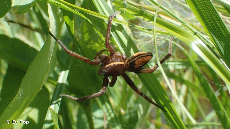 <i>Dolomedes plantarius</i> (Clerck, 1758) © D. Top