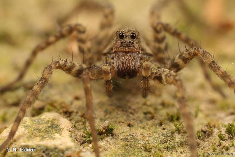 <i>Pardosa amentata</i> (Clerck, 1758) © N. Henon