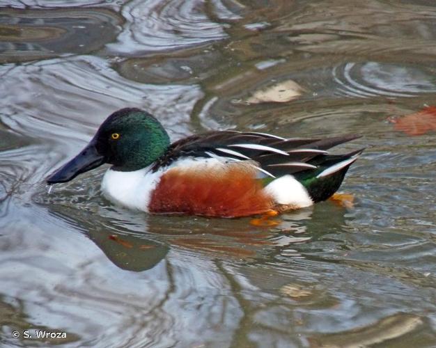 <i>Spatula clypeata</i> (Linnaeus, 1758) © S. Wroza