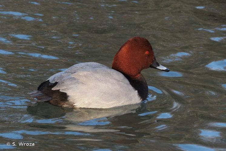 <i>Aythya ferina</i> (Linnaeus, 1758) © S. Wroza