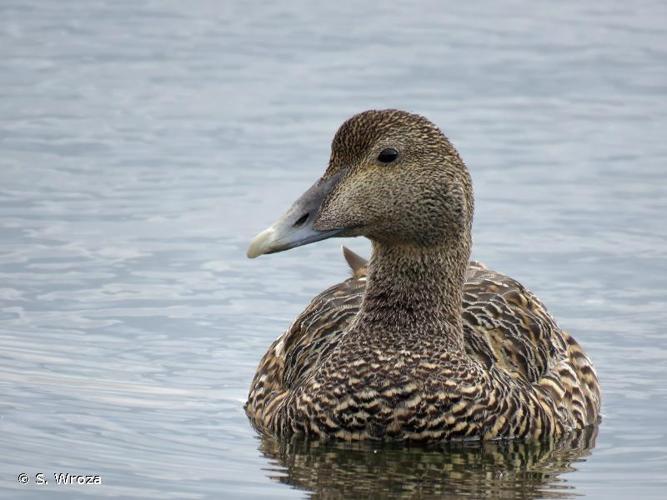 <i>Somateria mollissima</i> (Linnaeus, 1758) © S. Wroza