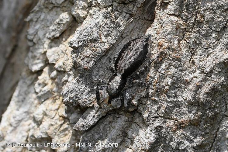 <i>Menemerus taeniatus</i> (L. Koch, 1867) © J. Touroult - LPR Corse - MNHN, CdC, OFB