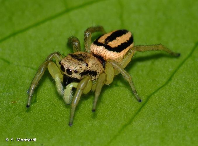 <i>Heliophanus melinus</i> L. Koch, 1867 © Y. Montardi