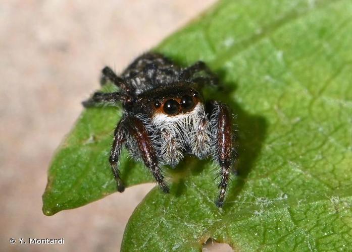 <i>Bianor albobimaculatus</i> (Lucas, 1846) © Y. Montardi