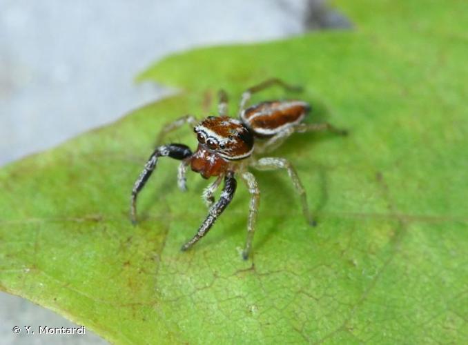 <i>Icius hamatus</i> (C.L. Koch, 1846) © Y. Montardi