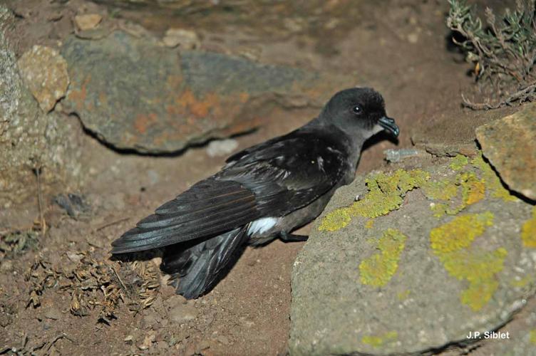 <i>Hydrobates pelagicus</i> (Linnaeus, 1758) © J.P. Siblet