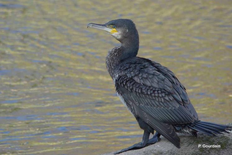 <i>Phalacrocorax carbo</i> (Linnaeus, 1758) © P. Gourdain