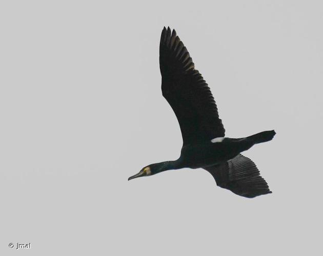 <i>Phalacrocorax carbo carbo</i> (Linnaeus, 1758) © jmal