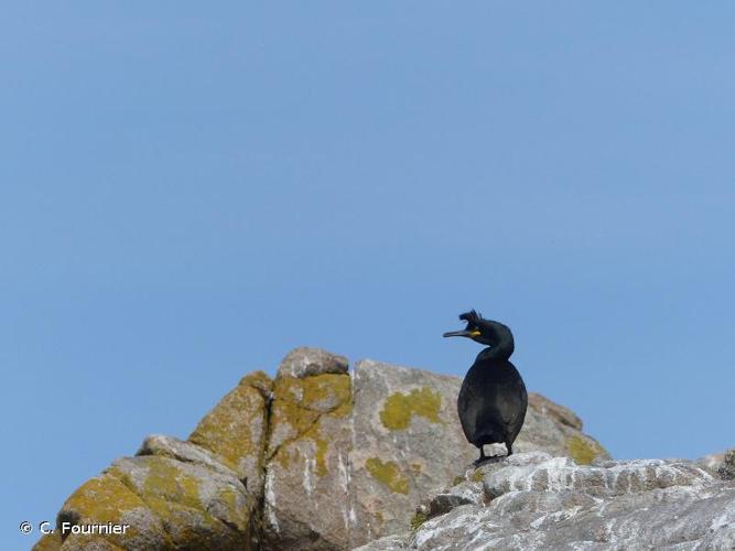 <i>Phalacrocorax aristotelis</i> (Linnaeus, 1761) © C. Fournier