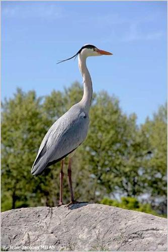 <i>Ardea cinerea</i> Linnaeus, 1758 © J.-J. Milan