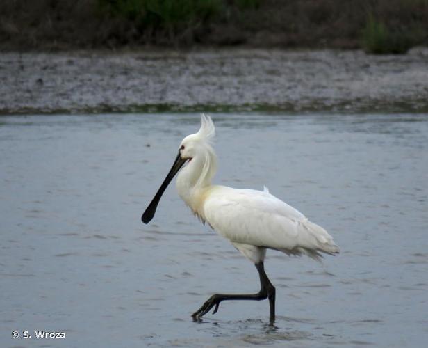 <i>Platalea leucorodia</i> Linnaeus, 1758 © S. Wroza