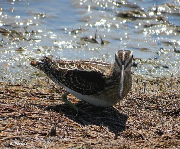 <i>Gallinago gallinago</i> (Linnaeus, 1758) © S. Wroza