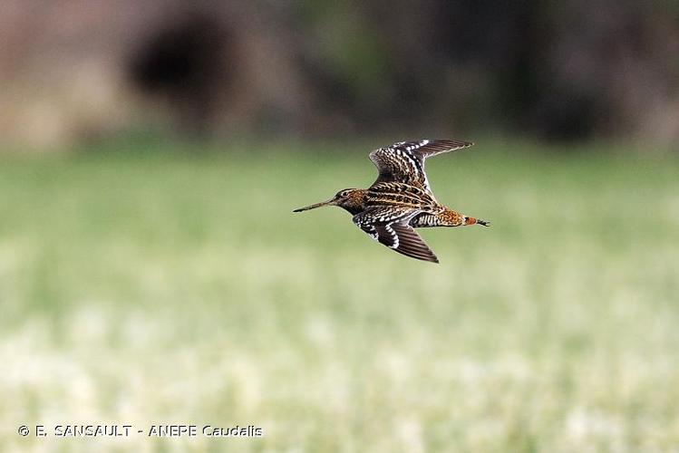 <i>Gallinago media</i> (Latham, 1787) © E. SANSAULT - ANEPE Caudalis