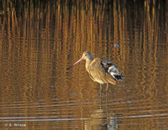 <i>Limosa limosa limosa</i> (Linnaeus, 1758) © S. Wroza