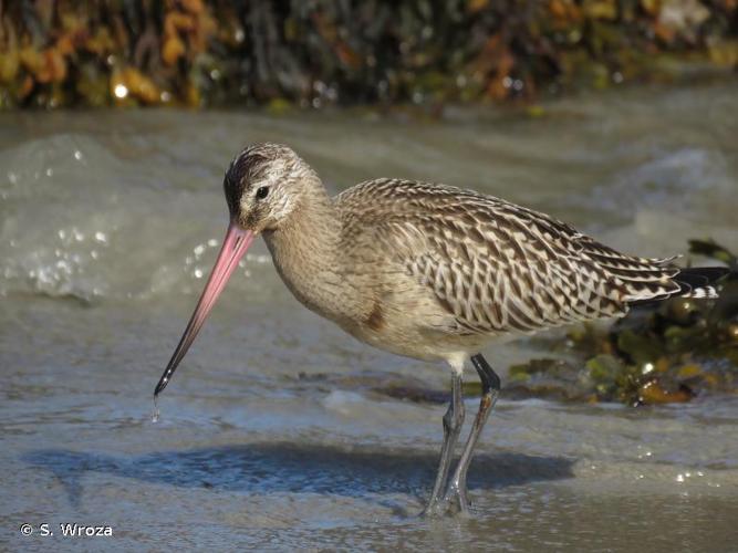 <i>Limosa lapponica</i> (Linnaeus, 1758) © S. Wroza