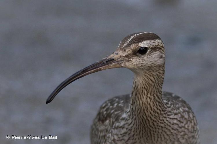 <i>Numenius phaeopus</i> (Linnaeus, 1758) © Pierre-Yves Le Bail