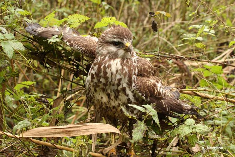 <i>Buteo buteo</i> (Linnaeus, 1758) © A. Horellou