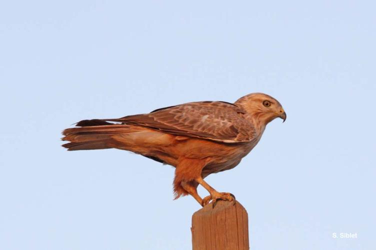 <i>Buteo rufinus</i> (Cretzschmar, 1827) © S. Siblet