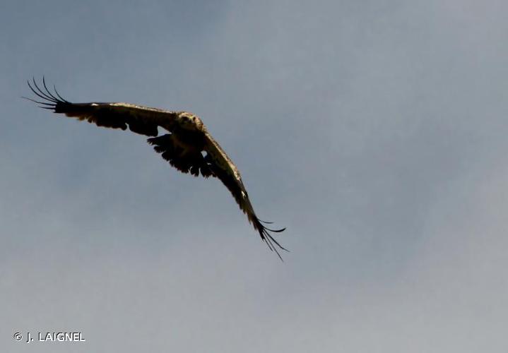 <i>Aquila heliaca</i> Savigny, 1809 © J. LAIGNEL