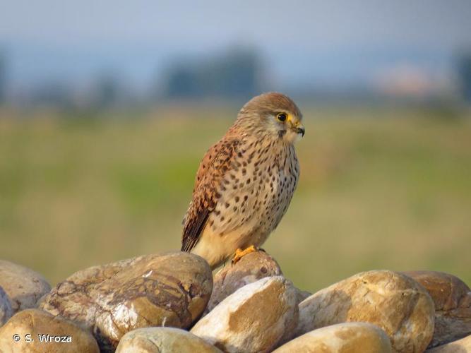 <i>Falco tinnunculus</i> Linnaeus, 1758 © S. Wroza