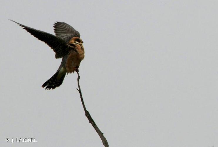 <i>Falco vespertinus</i> Linnaeus, 1766 © J. LAIGNEL