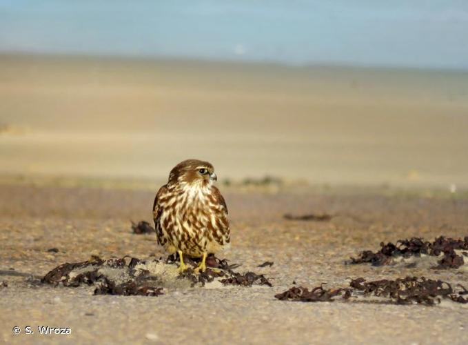 <i>Falco columbarius</i> Linnaeus, 1758 © S. Wroza