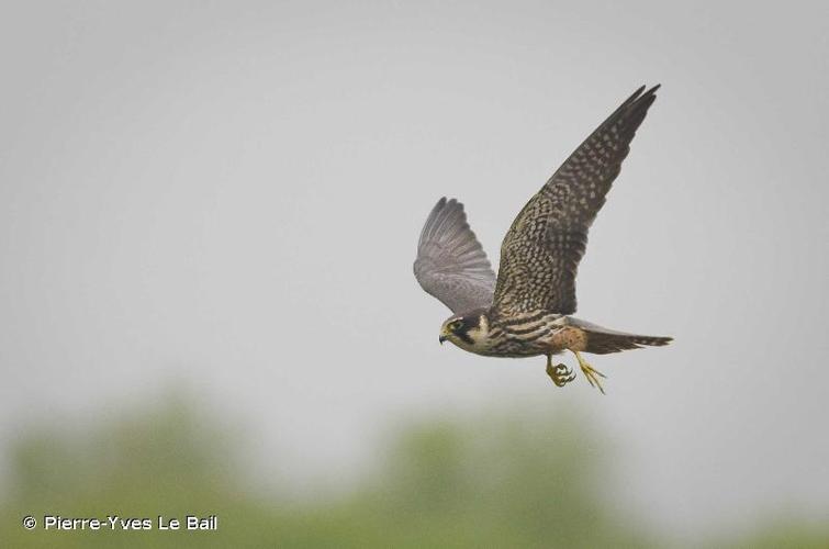 <i>Falco subbuteo</i> Linnaeus, 1758 © Pierre-Yves Le Bail