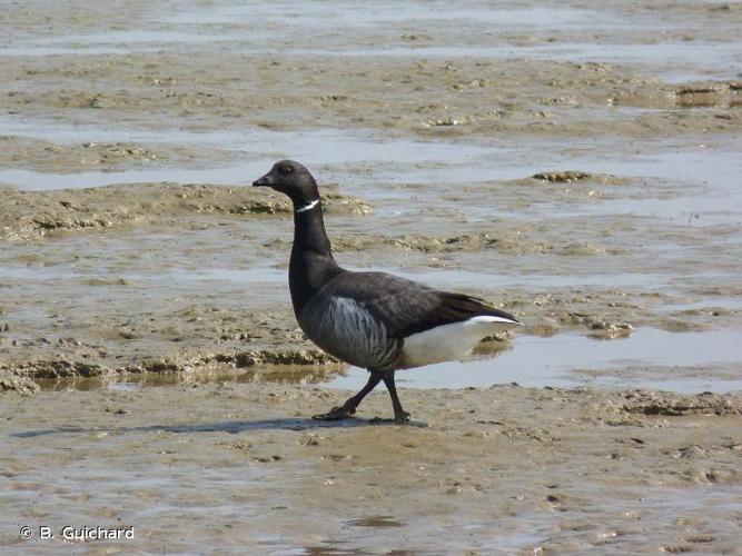 <i>Branta bernicla</i> (Linnaeus, 1758) © B. Guichard