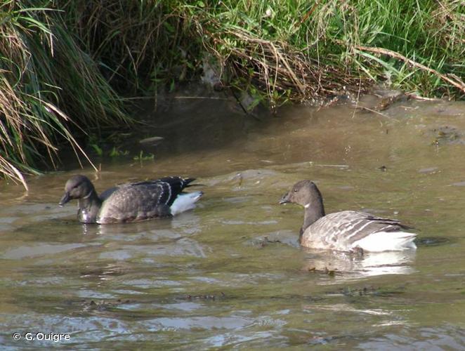 <i>Branta bernicla bernicla</i> (Linnaeus, 1758) © G.Ouigre