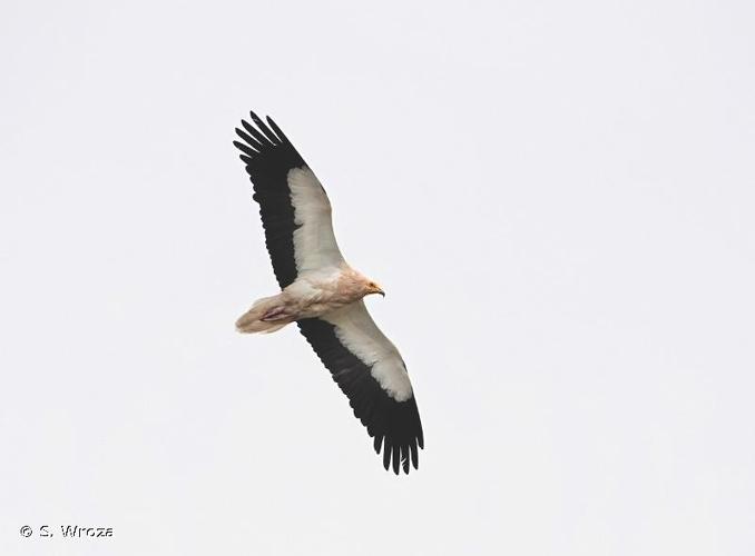 <i>Neophron percnopterus</i> (Linnaeus, 1758) © S. Wroza