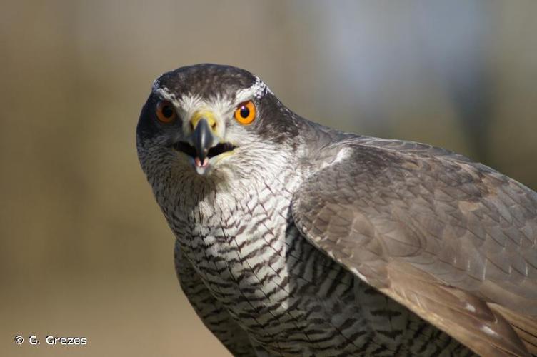 <i>Accipiter gentilis</i> (Linnaeus, 1758) © G. Grezes