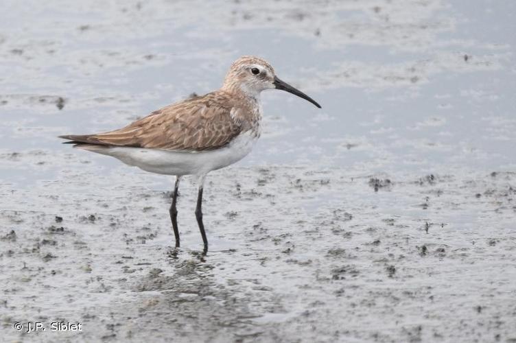 <i>Calidris ferruginea</i> (Pontoppidan, 1763) © J.P. Siblet