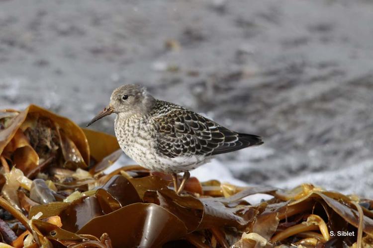 <i>Calidris maritima</i> (Brünnich, 1764) © S. Siblet