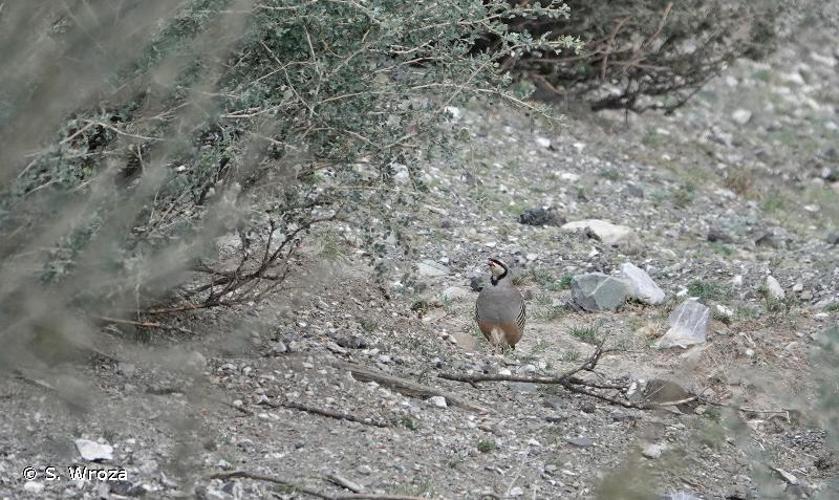 <i>Alectoris chukar</i> (J. E. Gray, 1830) © S. Wroza