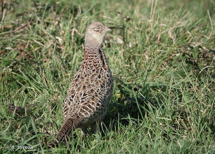 <i>Phasianus colchicus</i> Linnaeus, 1758 © S. Wroza