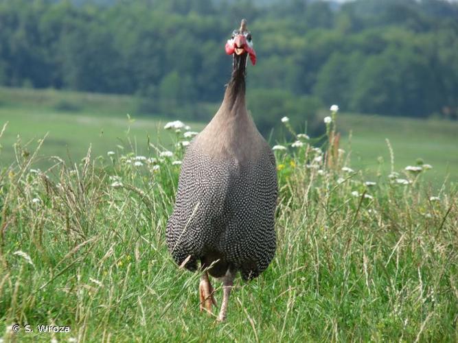 <i>Numida meleagris</i> (Linnaeus, 1758) © S. Wroza