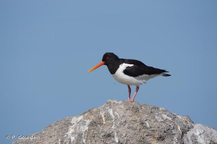 <i>Haematopus ostralegus</i> Linnaeus, 1758 © P. Gourdain